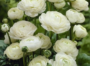 Ранункулюсы.