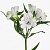 Аьстромерия.