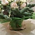 Зимняя нежность.